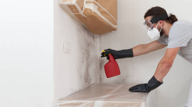 Professional Basement Mold Remediation technician working in McSherrystown, PA