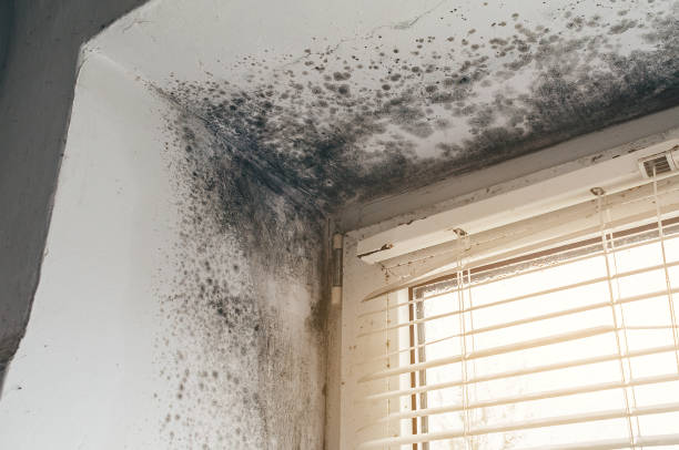 Affordable Basement Mold Remediation solutions in McSherrystown, PA