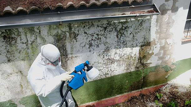 Top rated local Basement Mold Remediation specialists in McSherrystown, PA